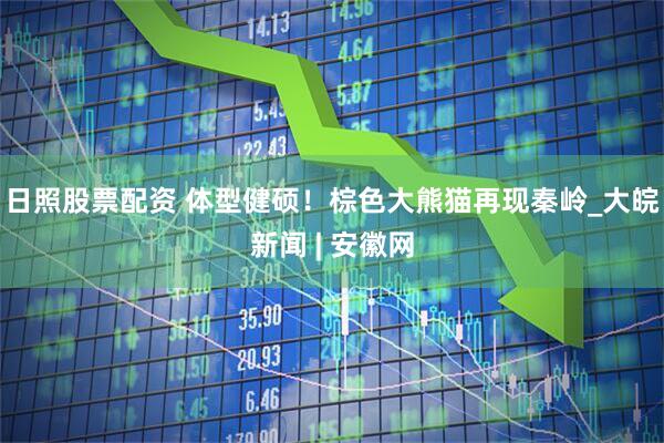 日照股票配资 体型健硕！棕色大熊猫再现秦岭_大皖新闻 | 安徽网
